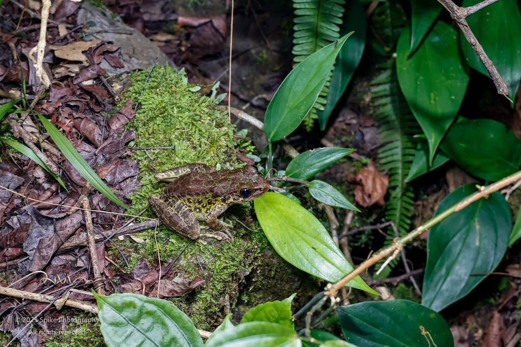 Guizhou Odorous Frog