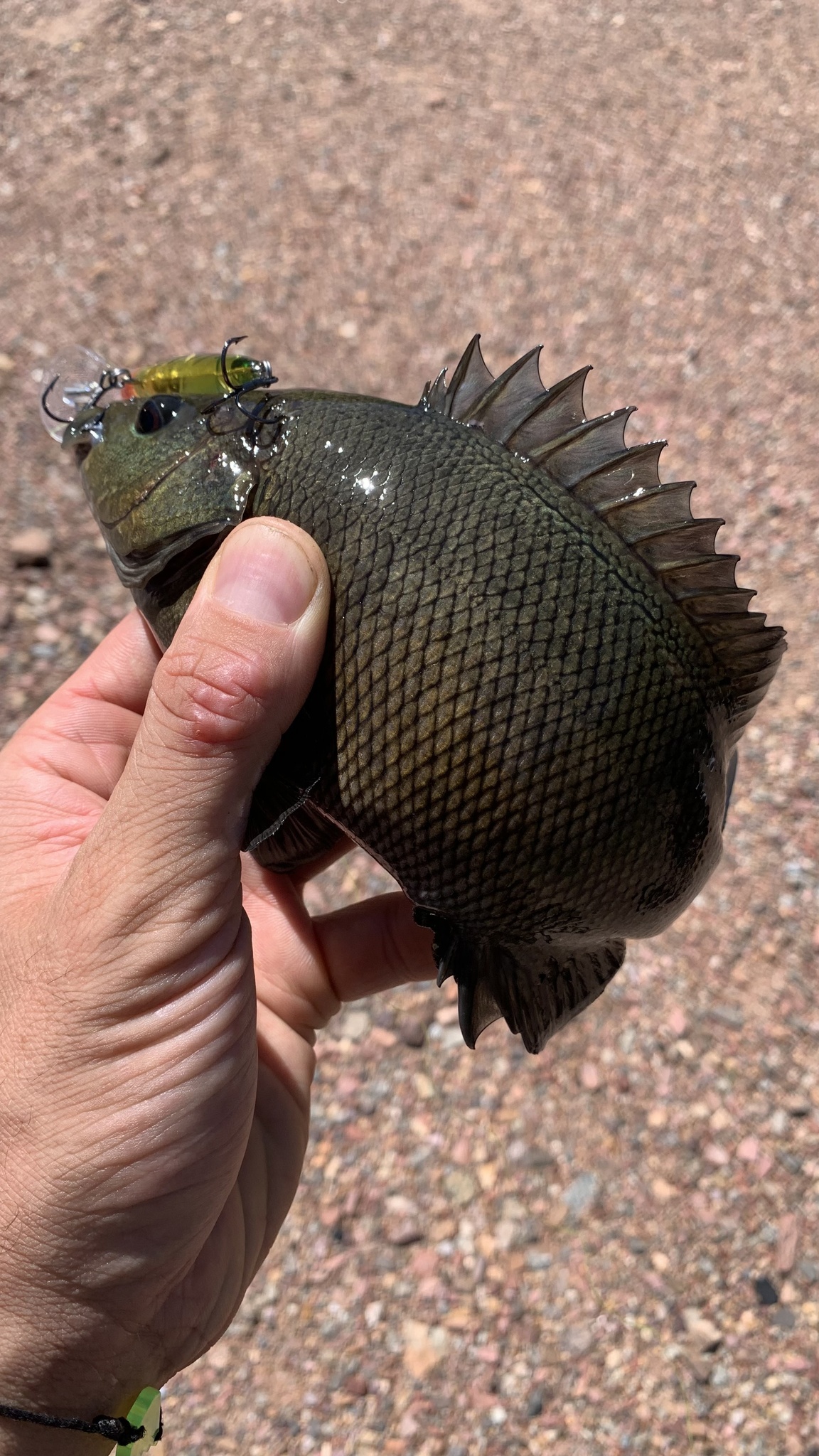 Western Sooty Grunter photo 4