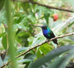 Anthracothorax nigricollis