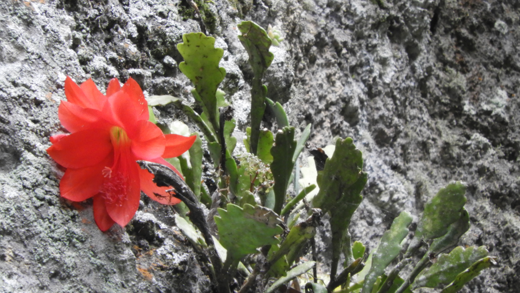 Disocactus ackermannii ssp. ackermannii