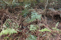 Polystichum proliferum
