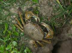 Chasmagnathus convexus