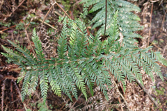 Polystichum proliferum