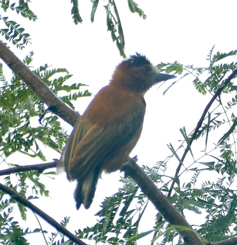 Chestnut Piculet (Picumnus cinnamomeus), photo 10
