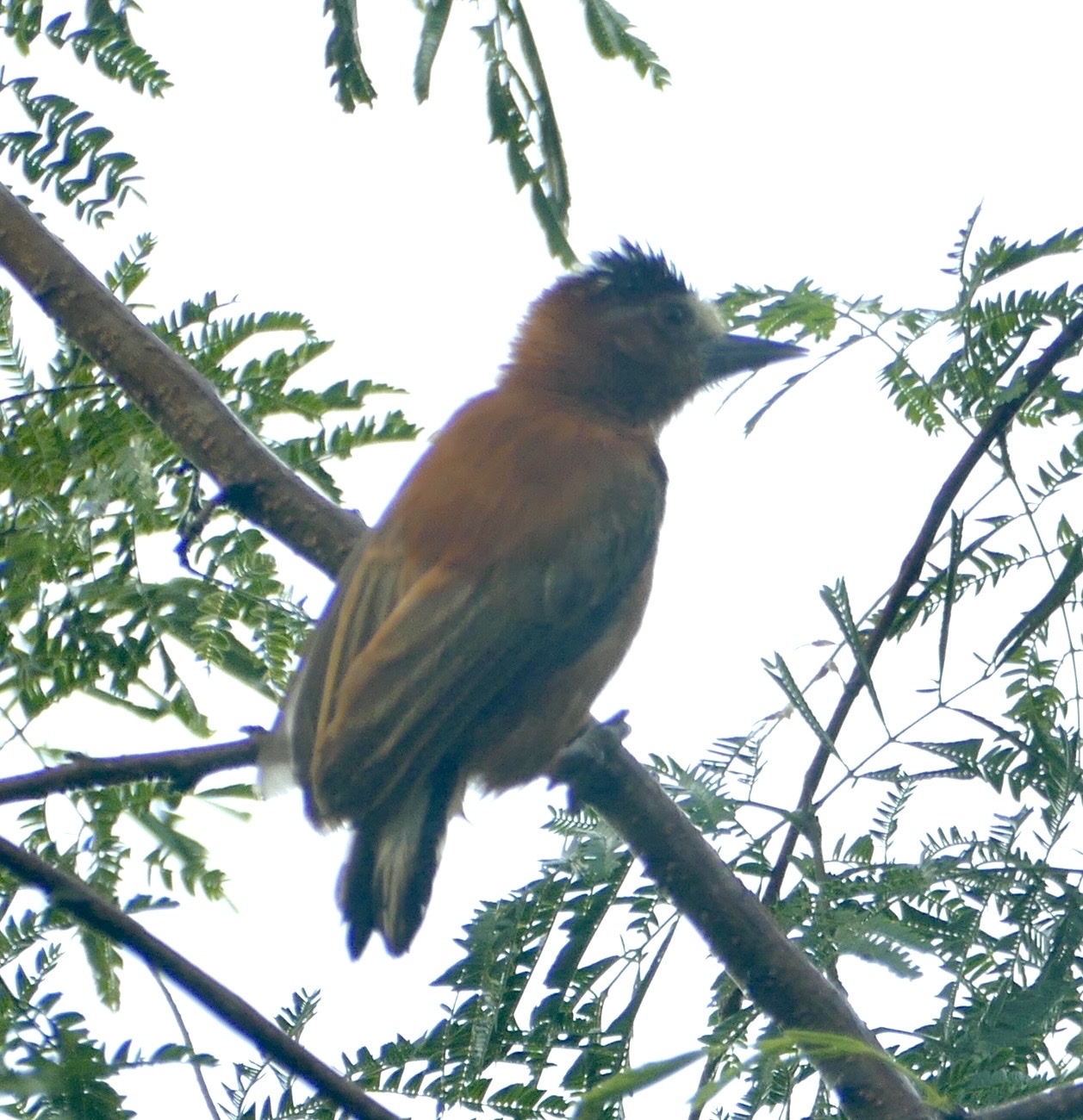 Chestnut Piculet (Picumnus cinnamomeus), photo 9