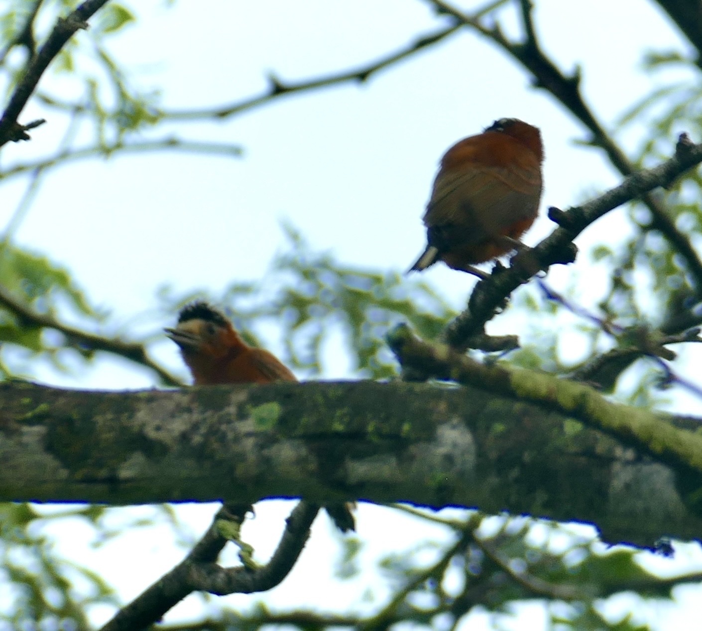 Chestnut Piculet (Picumnus cinnamomeus), photo 10