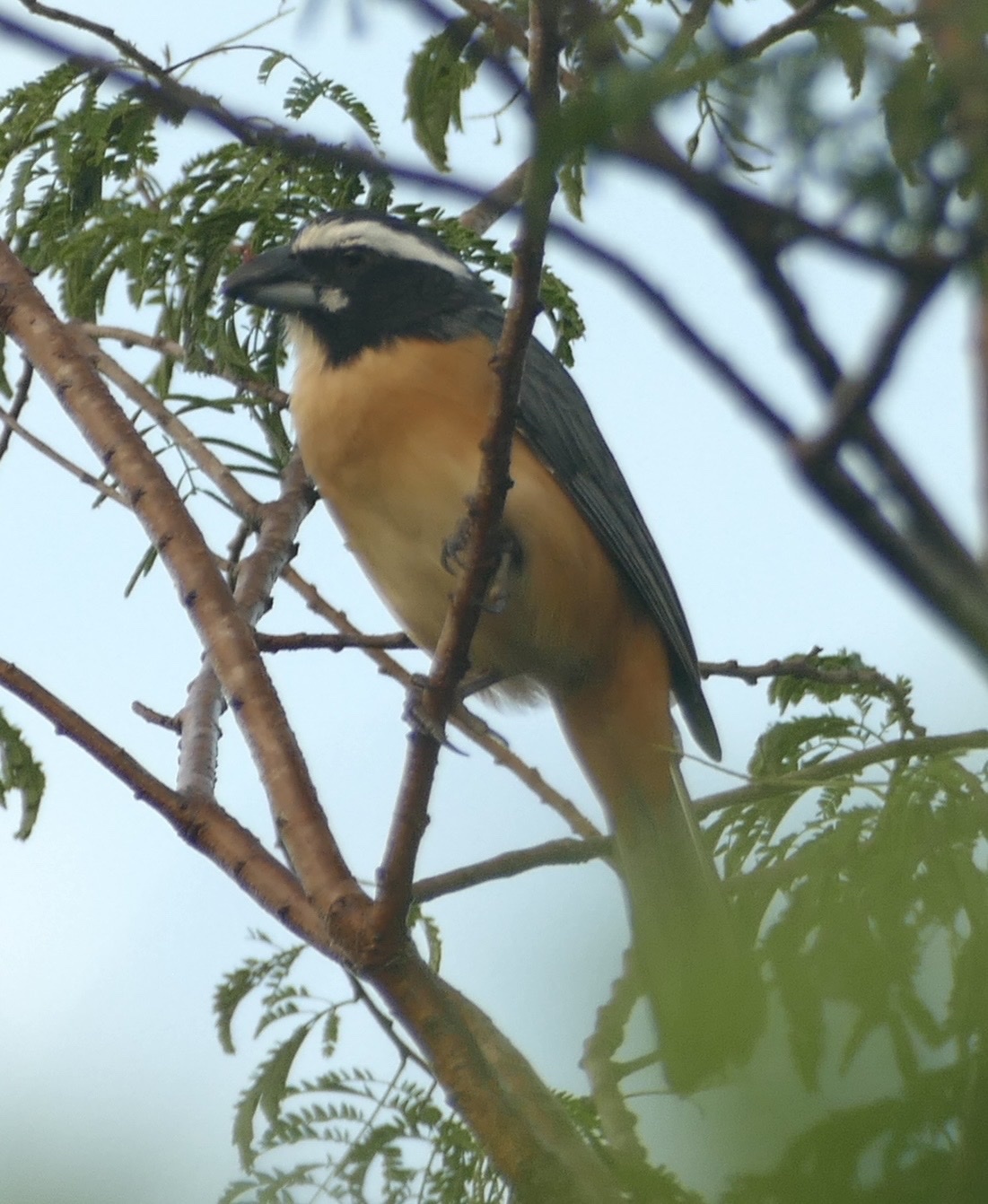 Orinoco Saltator (Saltator orenocensis), photo 10