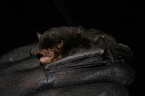 hairy-faced bat (Myotis annectans) — Least Concern Mammalia