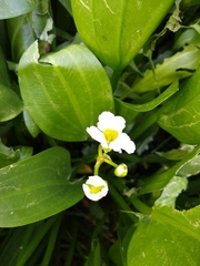 Sagittaria macrophylla