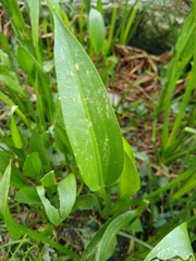 Sagittaria macrophylla