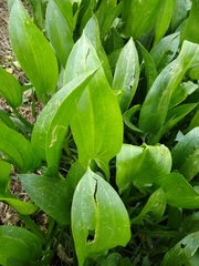 Sagittaria macrophylla