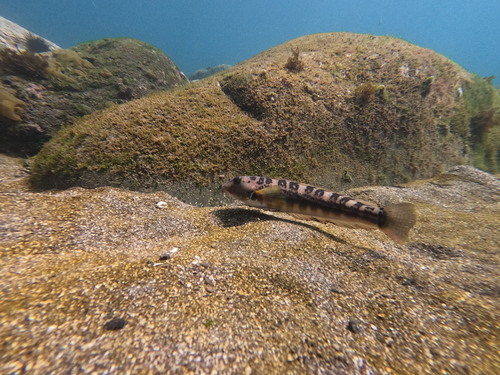 Dockins' sandperch (Parapercis dockinsi) — Pinguipedidae — 2