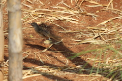 Prinia polychroa