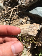 Nemacladus orientalis