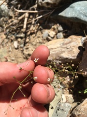 Nemacladus orientalis