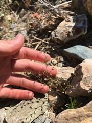 Nemacladus orientalis