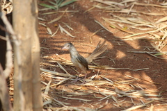 Prinia polychroa
