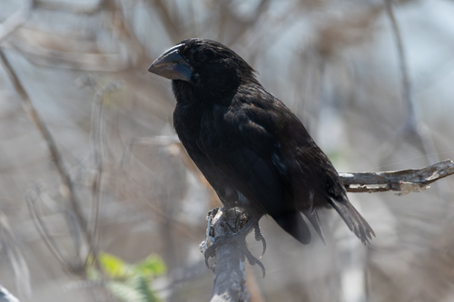 Espanola Cactus Finch (Geospiza conirostris), photo 5