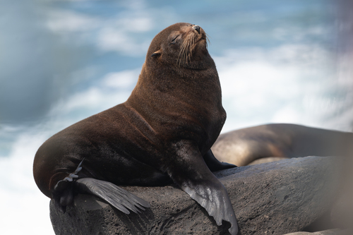 Galapagos Fur Seal (Arctocephalus galapagoensis)