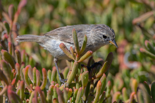 Grey Warbler-Finch (Certhidea fusca), photo 5