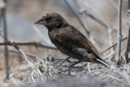 Espanola Cactus Finch (Geospiza conirostris), photo 4