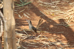 Prinia polychroa