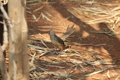 Prinia polychroa