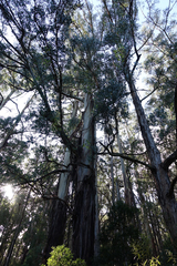 Eucalyptus regnans