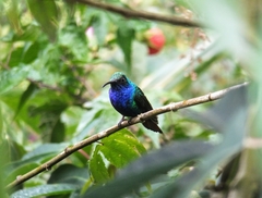 Anthracothorax nigricollis