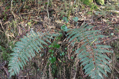 Polystichum proliferum