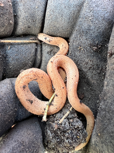 Rough Earthsnake (Virginia striatula), a species recorded in Texas
