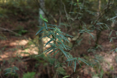Pimelea axiflora
