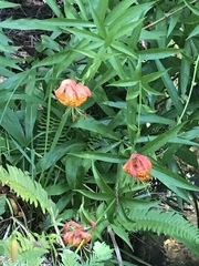 Lilium pardalinum pardalinum