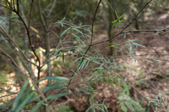 Pimelea axiflora