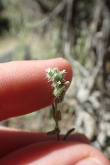 Cryptantha scoparia