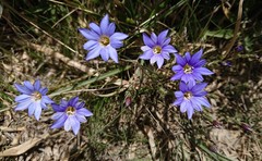 Gentiana arisanensis