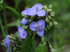 Tradescantia × andersoniana