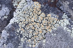 Rhizoplaca subdiscrepans