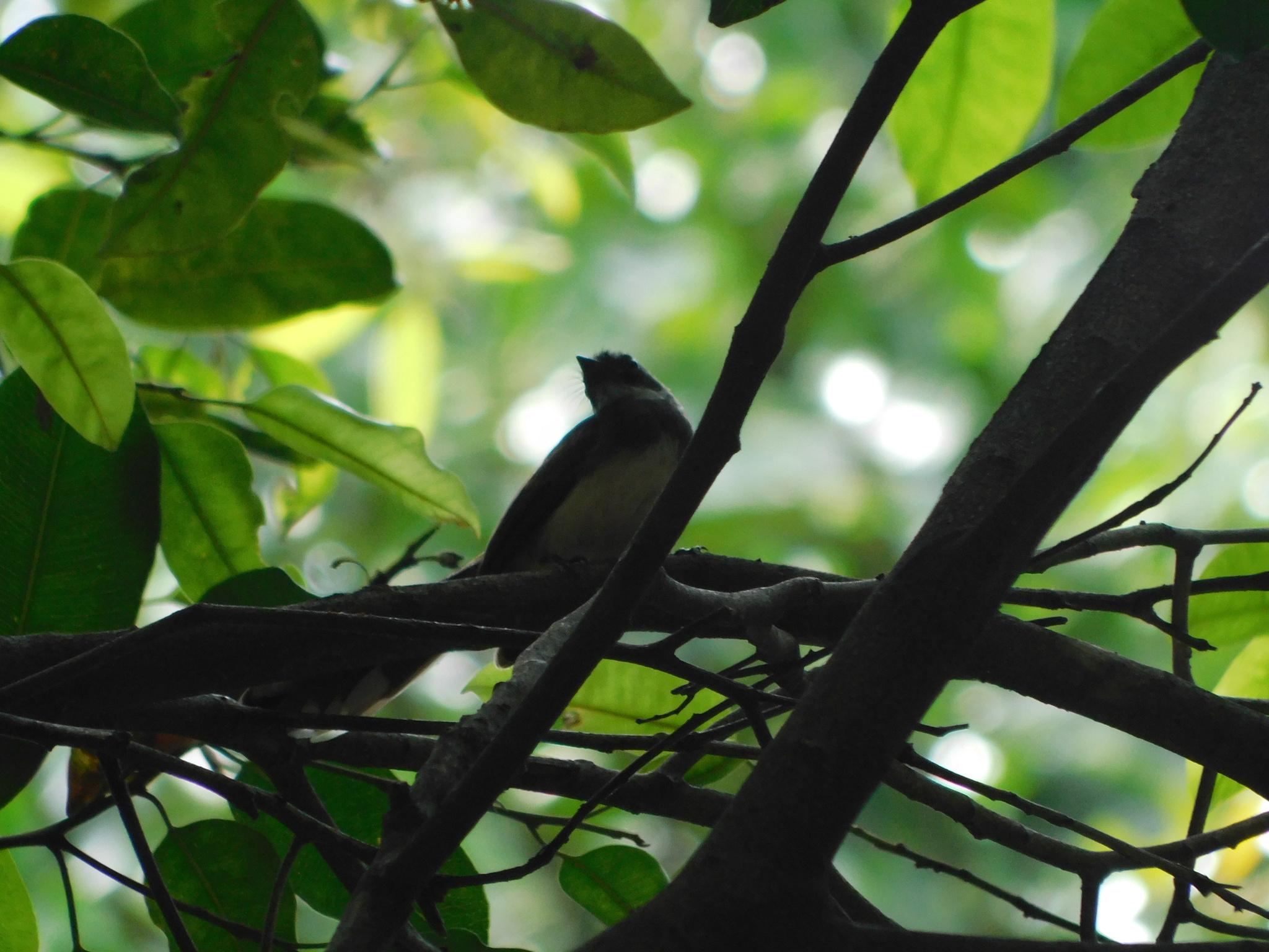 Malaysian Pied-Fantail (Rhipidura javanica)