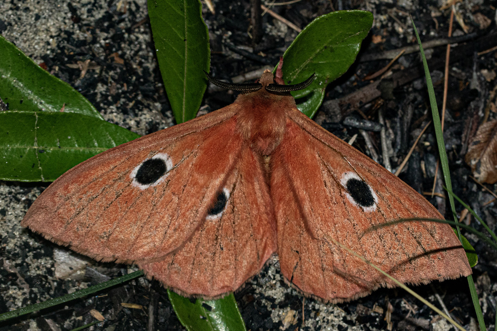 Melanocera parva