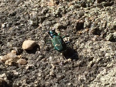 Cicindela limbalis