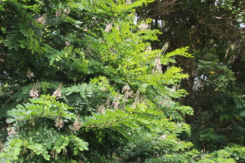 Indigofera jucunda, photograph 4