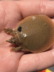 Apalone mutica mutica