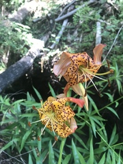 Lilium pardalinum pardalinum