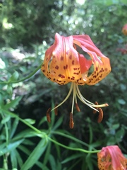 Lilium pardalinum pardalinum