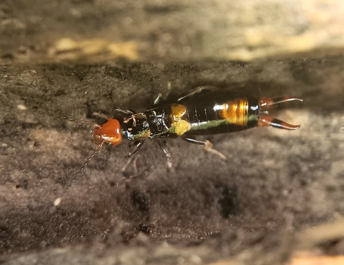 Nesogaster aculeatus observed 2024-12-18