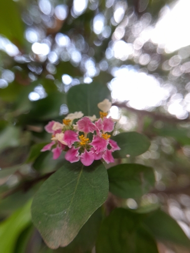 Image of Malpighia emarginata by (c) Rafael Silva, some rights reserved (CC BY-SA)