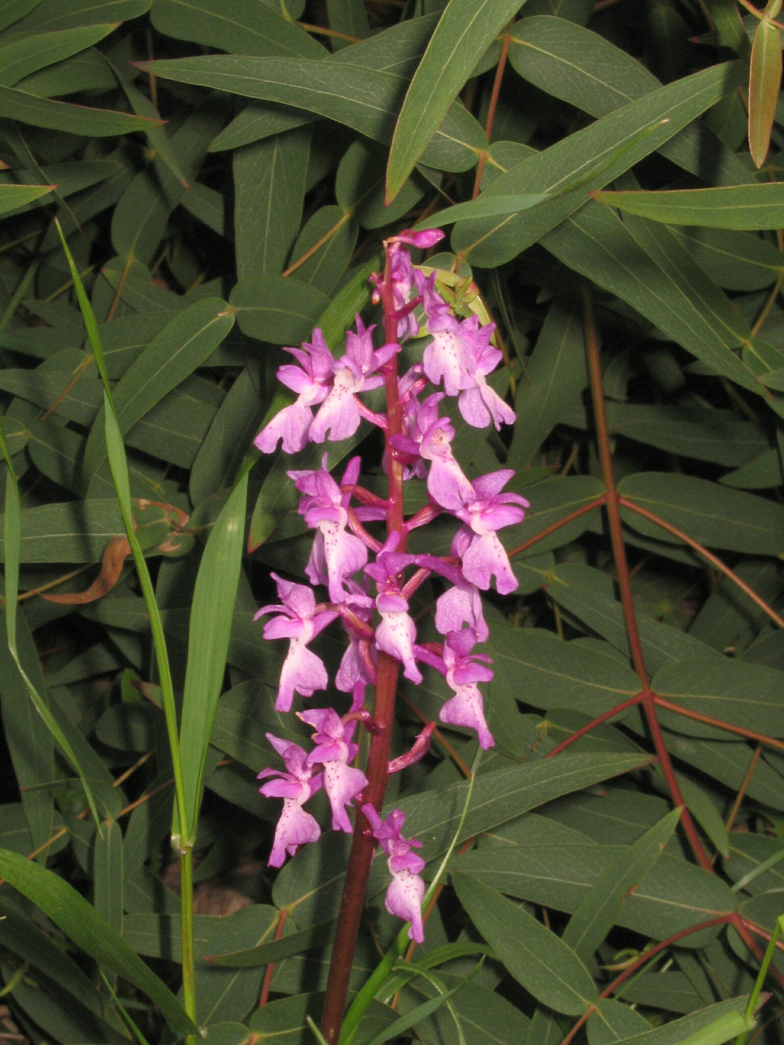 Genus Orchis · iNaturalist