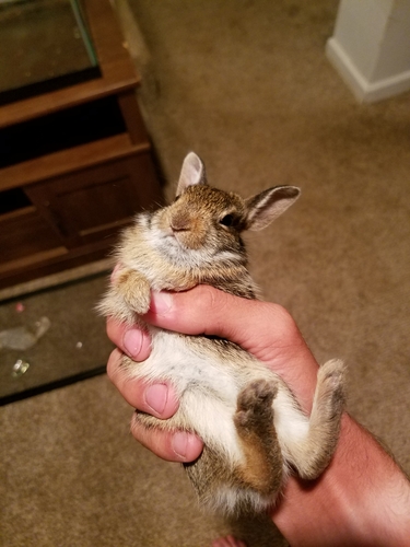 Eastern Cottontail photographed in Ohio