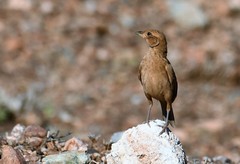 Mirafra javanica
